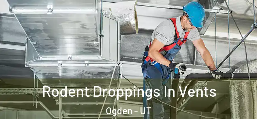 Rodent Droppings In Vents Ogden - UT